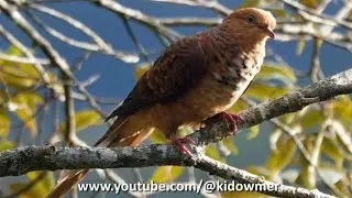 LITTLE CUCKOO-DOVE, Borneo