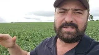 THAT'S WHY THERE WERE NO VIDEOS THIS WEEK || LEAFBREAKER IN CORN 🌽