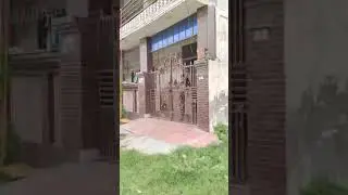 Human and monkey love india