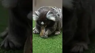 giving popsicles to the monkeys! 🧊🐒 