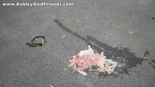 Chicken Crushed Under Hummer H2