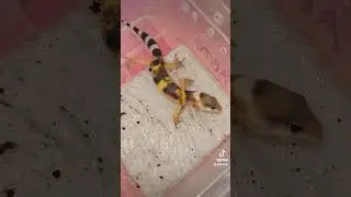 Рассказываю про малыша эублефара Квазимодо.