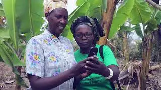 Scaling digital tools for banana agronomy and diseases prevention in Rwanda