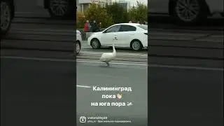 Калининградский лебедь в сопровождении патрульной машины выруливает на взлетную и взлетает.