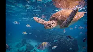Яркие краски океана