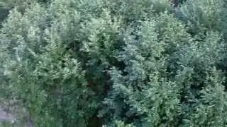 В Ломоносове на водонапорной башне 3