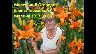 Маленький Огородик Елены Тереховой -  Малина 2017.09.08