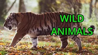 Learn about Wild Animals - Kids learning video