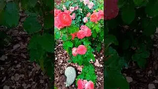 роза Эмильен Гийо