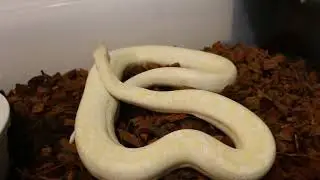 Boa collection update 2025