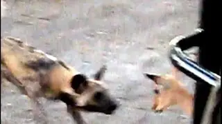African Painted Dogs Kill without mercy - Vicious Dogs!