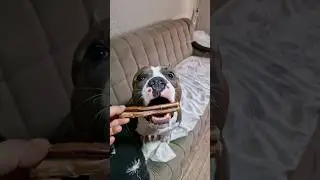Амстафф Локи 3 года | Ребятки Спасибо | Стаффорд | Amstaff Loki