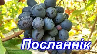 Посланнік 2023