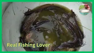 Fishing video || Skilled boy are fishing in the village field || Amazing hand fishing