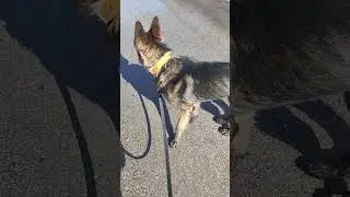 Реабилитация Боба
