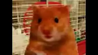 Harry the Hamster and friends compilation of naughty swearing talking animals