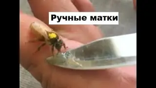 Пчелиные матки едят с рук