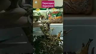 Пересадка орхидеи - бедняжки 