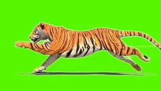 Tiger green screen