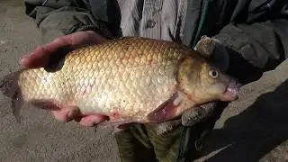 Попался КАРАСЬ на 1 килограмм!