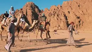 Los camellos en Egipto ❤️🐪🐫