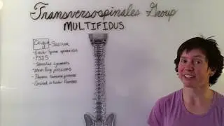Multifidus Muscle Anatomy