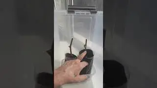 Укоренение черенков киви.