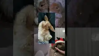 #кролик #корона