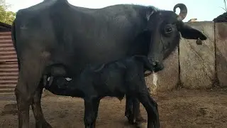 Murray bhains_and nice little female caap and_milk drink_video