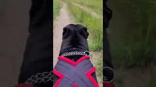 #питбульграф