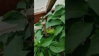 УРОЖАЙНЫЙ ПЕРЕЦ💪