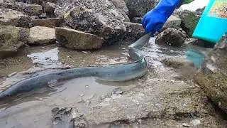 皮皮发现大批螃蟹上岸觅食，追赶途中逮住凶猛“大白龙”，真少见