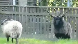 Бараны!