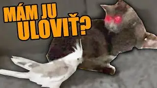 MÔJ ŽIVOT S VTÁKMI v Jednej Domácnosti - Mačka Jackie