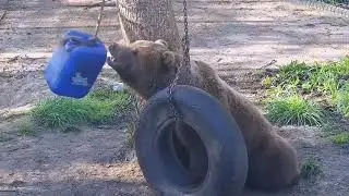 Играет с колесом и канистрой