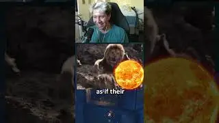 1,000,000,000 LIONS VS SUN