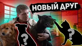 СРОЧНО!!!!!!! 4-ый питомец в семье в маленьком доме. как будем уживаться?