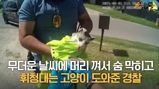 무더운 날씨에 '머리 끼인 채'.. 떠돌던 고양이 도와준 경찰