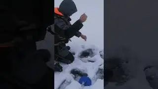 Первая поклевка щучки на жерлицу в этом сезоне