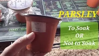 How to Grow PARSLEY from Seed to Sprout