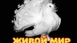 Голуби породы павлинов из Украины