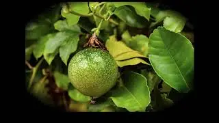 Travel documentary on Pulau Ubin Island, the last village in Singapore - Sravasti’s Words & Images