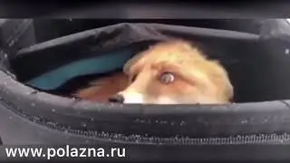 Сама пришла