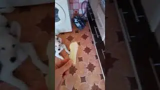Собака ест пекинскую капусту....собака....?