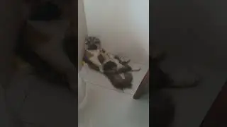 My cat relaxing