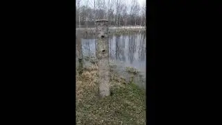Дикая колючка?