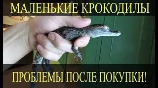 Молодые крокодилы! С какими проблемами можно столкнуться после покупки маленького крокодила?!