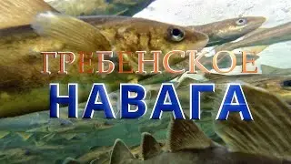 Зимняя рыбалка. НАВАГА. Село Гребенское, Макаровского района, Сахалинской области.  東礼文 13.02.2022