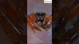 Have you ever known Jumping Spider? #pestweek #spiderman #insects #bugs #trending2023