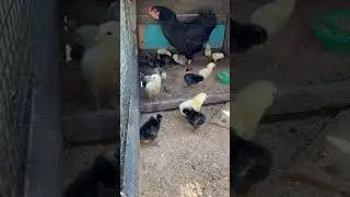 Цыплята себя чувствуют отлично 